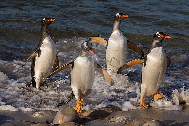 Gentoo penguins, Pygoscelis papua, coming ashore. Pebble Island, Falkland Islands stock-image by Agami/Sergio Pitamitz,