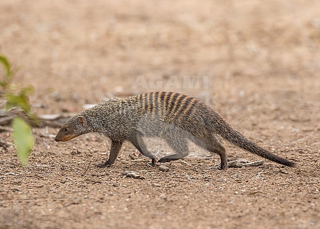 Banded mongoose (Mungos mungo) in South Africa. stock-image by Agami/Pete Morris,