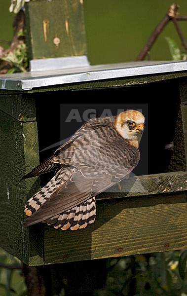 Roodpootvalk, Red-footed Falcon, Falco vespertinus stock-image by Agami/Marc Guyt,