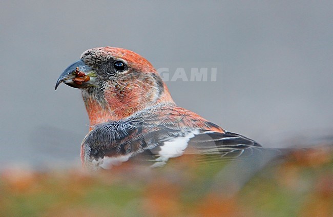 Mannetje Witbandkruisbek foeragerend op de grond; Male Two-barred Crossbill foraging on the ground stock-image by Agami/Markus Varesvuo,