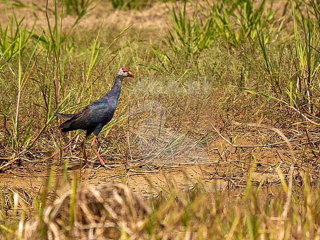 Purple Swamphen; Porphyrio viridis stock-image by Agami/Hans Germeraad,