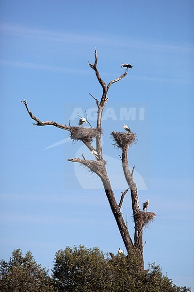 Ooievaar broedend, White Stork breeding stock-image by Agami/Anja Nusse,