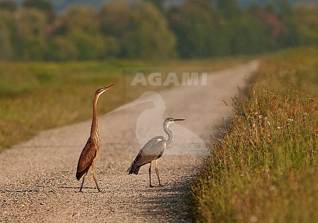 Onvolwassen Purperreiger en Blauwe Reiger; Immature Purple Heron and Grey Haron stock-image by Agami/Alain Ghignone,