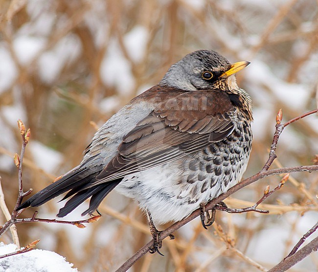 Wintering Fieldfare (Turdus pilaris) in the Netherlands. stock-image by Agami/Marc Guyt,