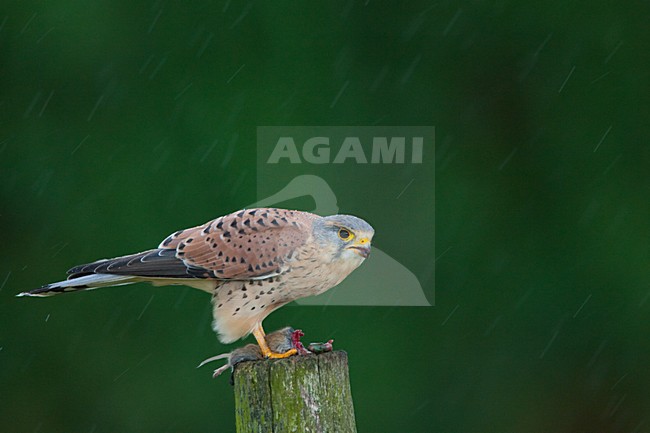 Torenvalk mannetje zittend met prooi; Common Kestrel male perched with prey stock-image by Agami/Menno van Duijn,
