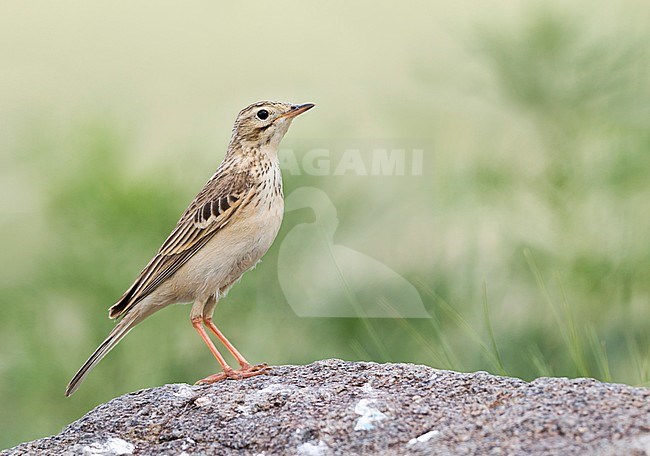 Blyth's Pipit - Steppenpieper - Anthus godlewski, Russia, adult stock-image by Agami/Ralph Martin,