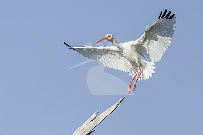 White Ibis (Eudocimus albus) in flight in Florida USA. stock-image by Agami/Marcel Burkhardt,