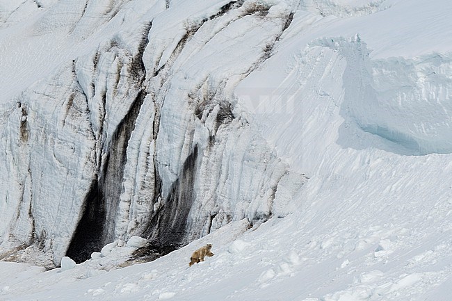 A polar bear, Ursus maritimus, climbs a glacier wall. Svalbard, Norway stock-image by Agami/Sergio Pitamitz,