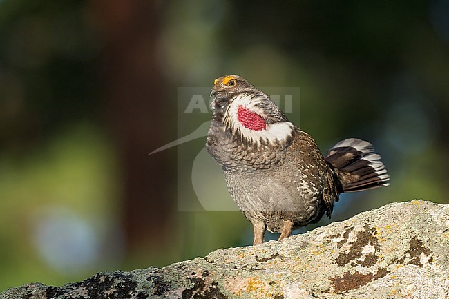 Adult male
Boulder Co., CO
June 2023 stock-image by Agami/Brian E Small,