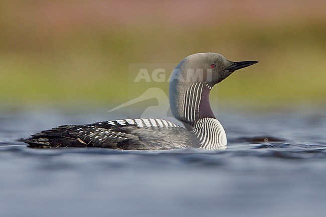 Pacific Loon (Gavia pacifica) in a pond in Churchill, Manitoba, Canada. stock-image by Agami/Glenn Bartley,