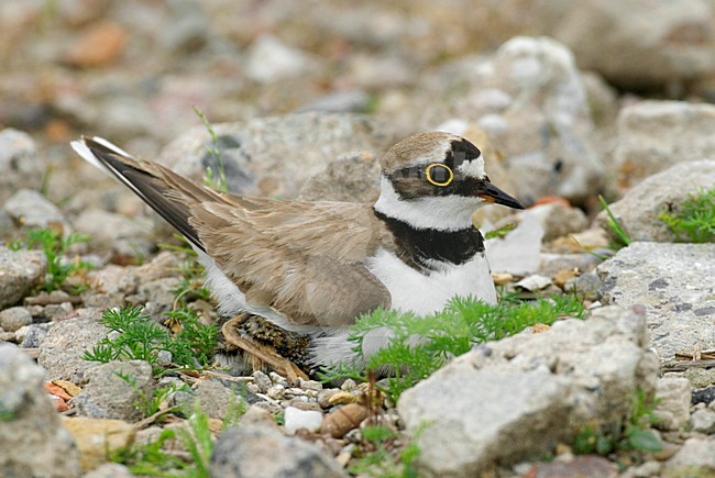 Kleine Plevier nabij het nest; Little Ringed Plover at breeding site stock-image by Agami/Hans Gebuis,