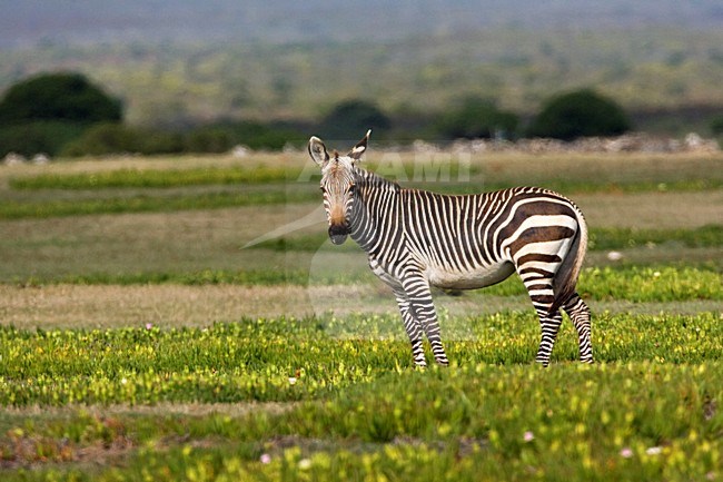 Kaapse Bergzebra; Cape Mountain Zebra stock-image by Agami/Marc Guyt,