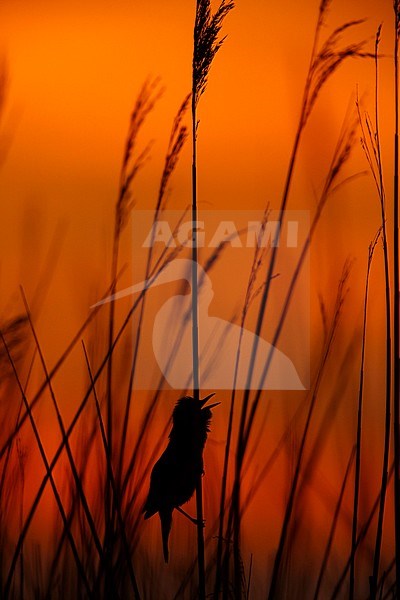 Grote karekiet; Great Reed Warbler; stock-image by Agami/Chris van Rijswijk,