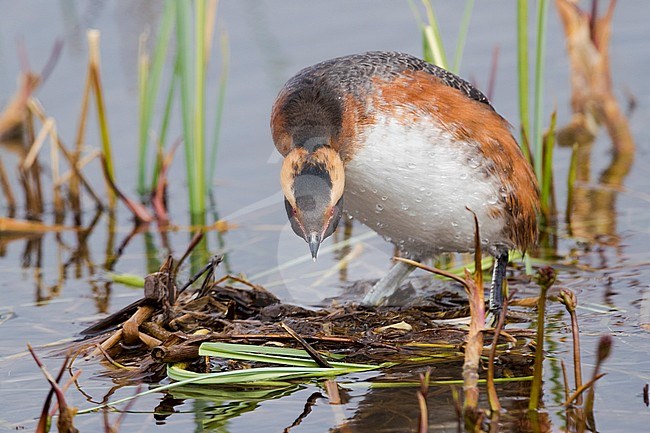Horned Grebe (Podiceps auritus), adult standing on the nest stock-image by Agami/Saverio Gatto,