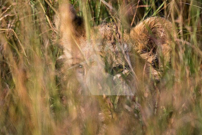 A lion cub, Panthera leo, waiting for its mother and hiding in tall grass, Masai Mara, Kenya. Kenya. stock-image by Agami/Sergio Pitamitz,
