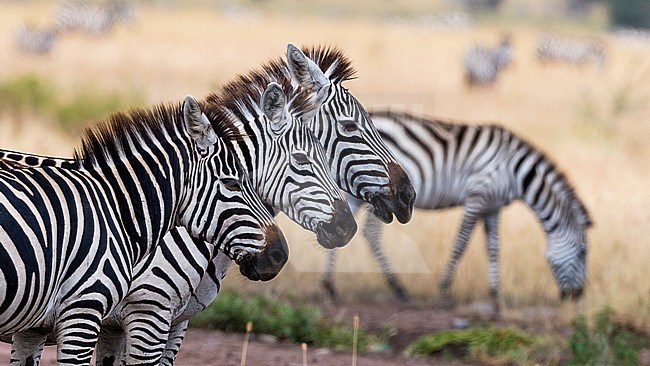 Three plains zebras, Equus quagga, in a row. Seronera, Serengeti National Park, Tanzania stock-image by Agami/Sergio Pitamitz,