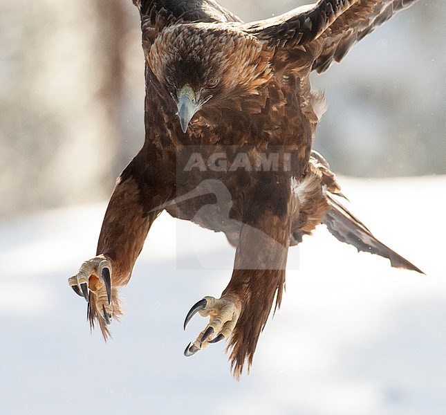 Golden Eagle (Aquila chrysaetos) in a taiga forest around Kuusamo in Finland during cold winter. Landing with legs and claws strectched out. stock-image by Agami/Marc Guyt,