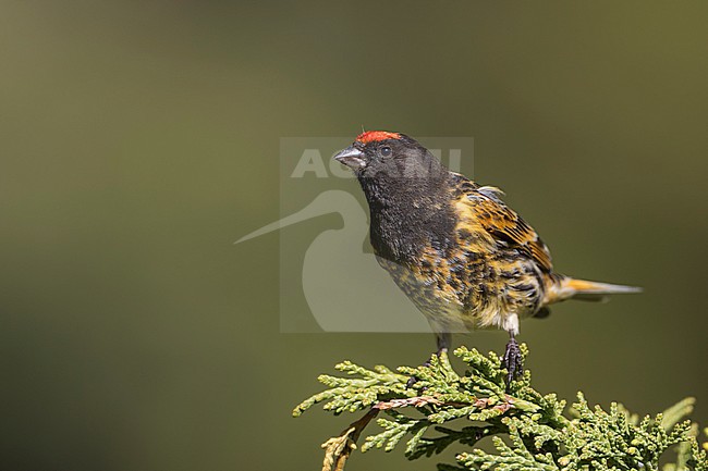 Red-fronted Serin - Rotstirngirlitz - Serinus pusillus: Kyrgyzstan stock-image by Agami/Ralph Martin,