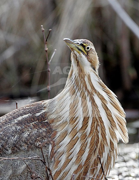 Closeup of an American Bittern (Botaurus lentiginosus) at Cape May, New Jersey in USA. stock-image by Agami/Helge Sorensen,