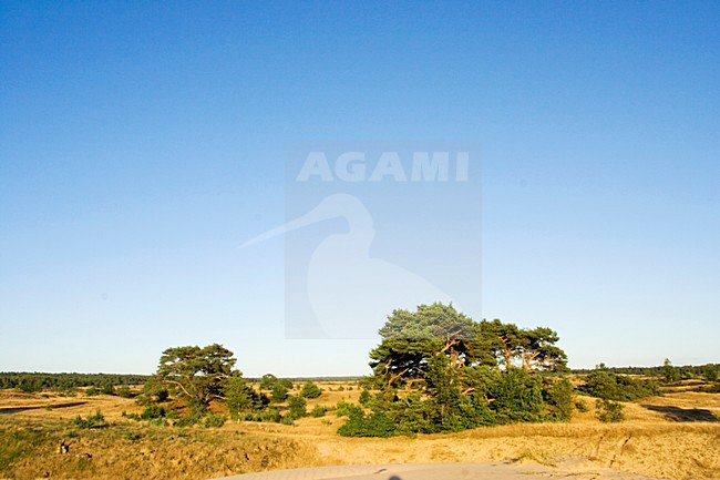 Kootwijkerzand, Kootwijk, Veluwe, Netherlands stock-image by Agami/Marc Guyt,