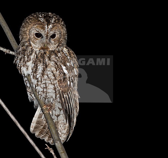 Tawny Owl, Bosuil stock-image by Agami/Alain Ghignone,