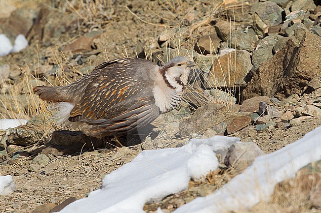 Himalayan snowcock (Tetraogallus himalayensis) perched in the snow in the mountains stock-image by Agami/David Monticelli,