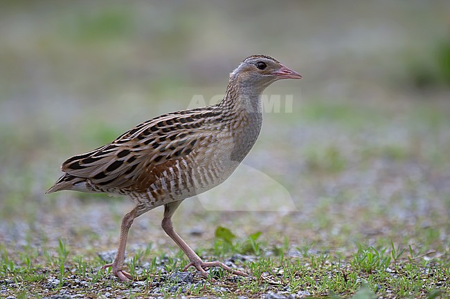 Adult male Corn Crake (Crex crex), side view of bird walking on gravel, in Finland. stock-image by Agami/Kari Eischer,