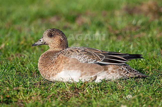 Female Eurasian Wigeon (Anas penelope) wintering in the Netherlands. Resting in green grass. stock-image by Agami/Marc Guyt,