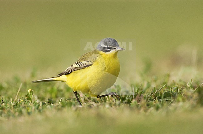 Gele Kwikstaart; Blue-headed Wagtail stock-image by Agami/Marc Guyt,