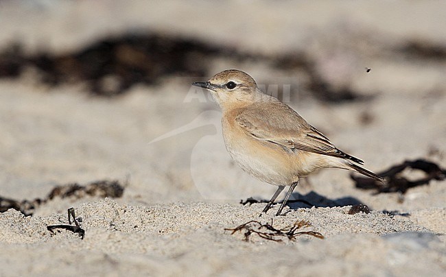 Isabelline Wheatear, Oenanthe isabellina (1stW) at the beach  in Gilleleje, Denmark stock-image by Agami/Helge Sorensen,