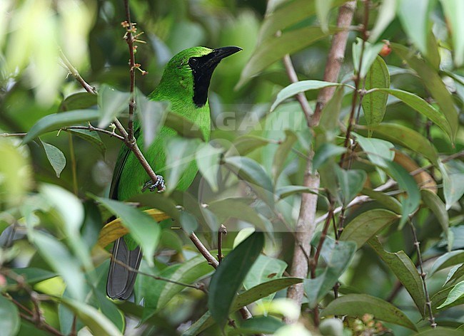 Male Greater Green Leafbird (Chloropsis sonnerati) perched in a tree in a tropical lowland forest on Gunung Arong, Malaysia. Hidding between foliage. stock-image by Agami/James Eaton,