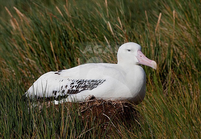 Wandering Albatross (Diomedea exulans), also known as Snowy Albatross, in South Georgia. Adult breeding on its nest on Prion island. stock-image by Agami/Marc Guyt,