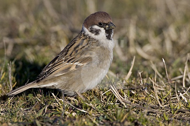 Tree Sparrow sitting in grass, Ringmus zittend in gras stock-image by Agami/Daniele Occhiato,