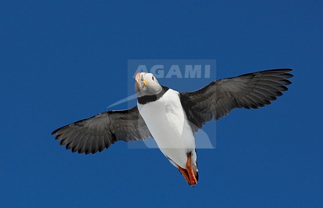Volwassen Papegaaiduiker in de vlucht; Adult Atlantic Puffin in flight stock-image by Agami/Markus Varesvuo,