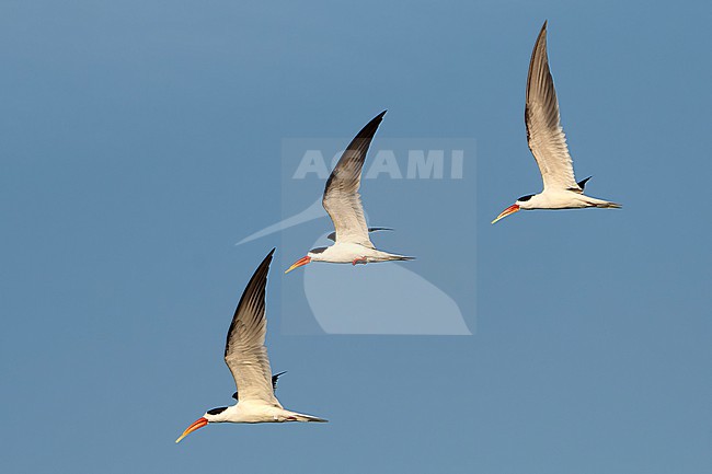 Indian Skimmer, Rynchops albicollis, in India. stock-image by Agami/Dani Lopez-Velasco,