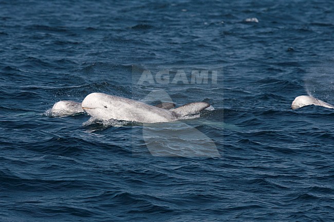 Kop van de Gramper, Head of the Risso's dolphin stock-image by Agami/Martijn Verdoes,