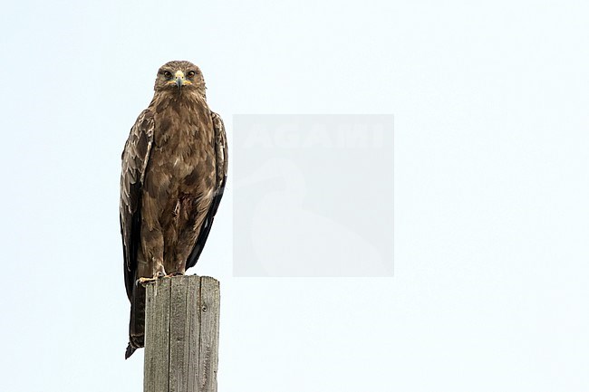 Adult Lesser Spotted Eagle, Clanga pomarina, in Romania. Perched on a wooden pole on side of the road. stock-image by Agami/Ralph Martin,