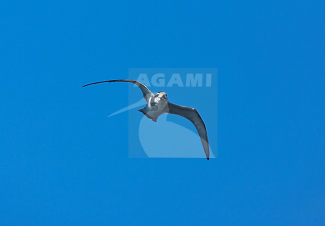 Breedbekprion vliegend; Broad-billed Prion flying stock-image by Agami/Marc Guyt,