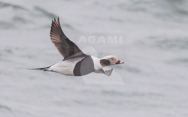 Male Long-tailed Duck (Clangula hyemalis), winter plumage, in flight. stock-image by Agami/Lennart Verheuvel,