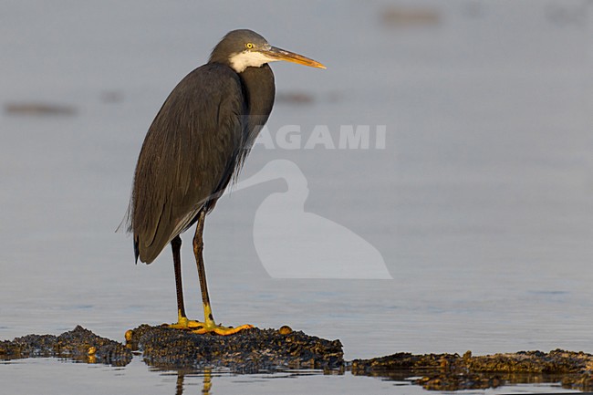 Donkere vorm van de Westelijke Rifreiger; Dark morph of Western Reef heron stock-image by Agami/Daniele Occhiato,