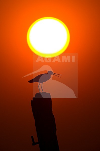 Roepende Gruttobij zonsopkomst, Black-tailed Godwit calling during sunrise stock-image by Agami/Danny Green,