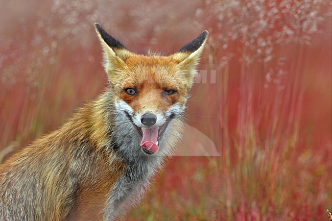 Vos; Red fox stock-image by Agami/Wim Wilmers,