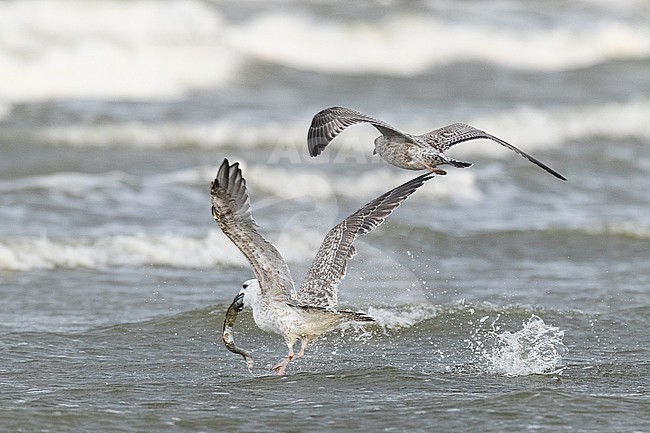  stock-image by Agami/Menno van Duijn,
