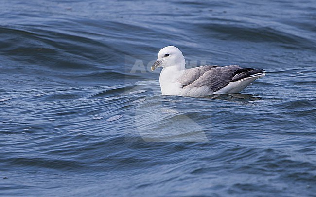 Northern Fulmar (Fulmarus glacialis) swimming on the waves of the North Sea. stock-image by Agami/Lennart Verheuvel,