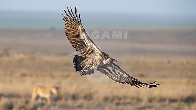 Front view of a subadult White-backed Vulture (Gyps africanus) in flight. Lioness in the background. Kenya, Africa stock-image by Agami/Markku Rantala,