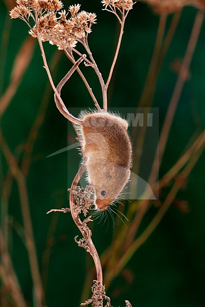 Dwergmuis in rietpluim; Harvest Mouse in reed stem stock-image by Agami/Theo Douma,