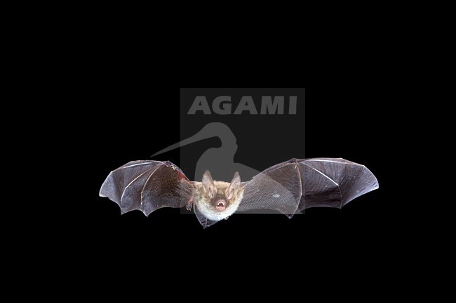 Bechsteins Vleermuis in de vlucht; Bechstein\'s Bat in flight stock-image by Agami/Theo Douma,