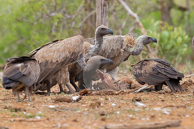 White-backed Vulture (Gyps africanus), immatures feeding on a carcass, Mpumalanga, South Africa stock-image by Agami/Saverio Gatto,