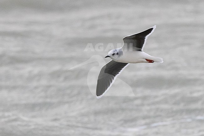 Little Gull (Hydrocoloeus minutus) adult in winter plumage flying at sea. stock-image by Agami/David Monticelli,