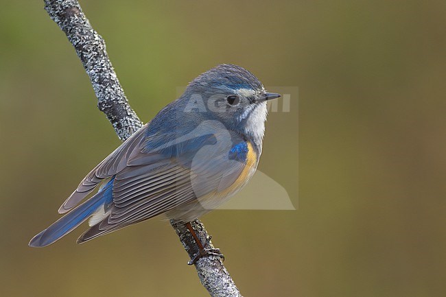 Red-flanked Bluetail (Tarsiger cyanurus), male on a diagonal branch showing upperparts in Kuusamo, Finland stock-image by Agami/Kari Eischer,